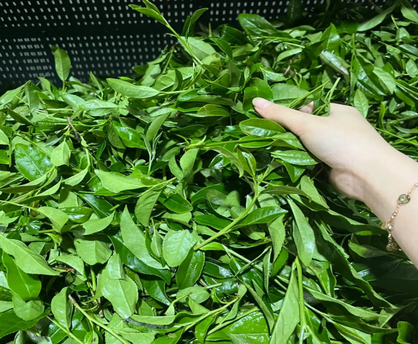 武夷岩茶正岩组合