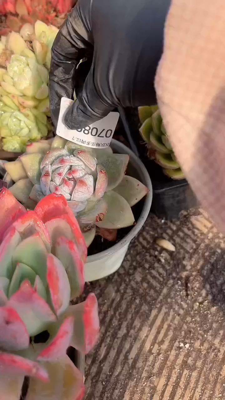 l**a跃跃精品多肉07080