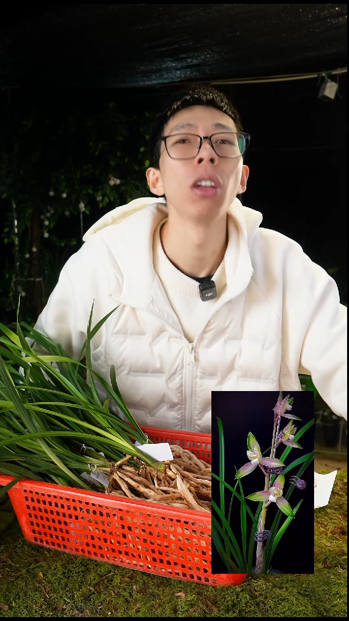 全部花苞红霞素（子母2苗带花苞）