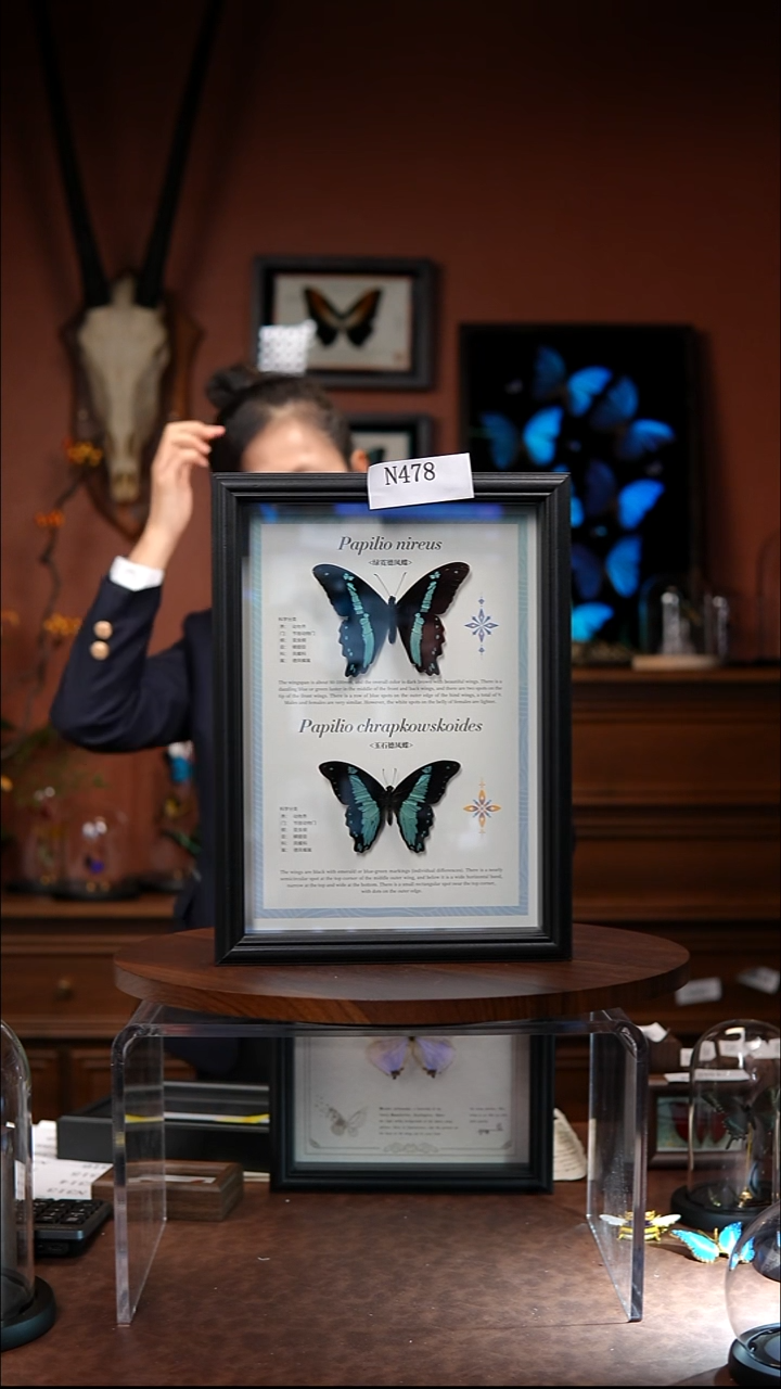 N478   绿霓德凤蝶 组合