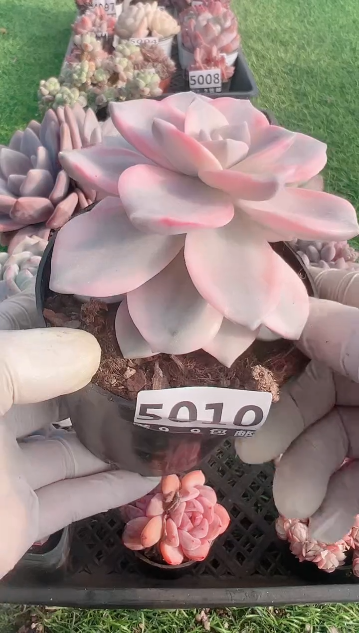 【闪购商品】信福多肉一物一拍