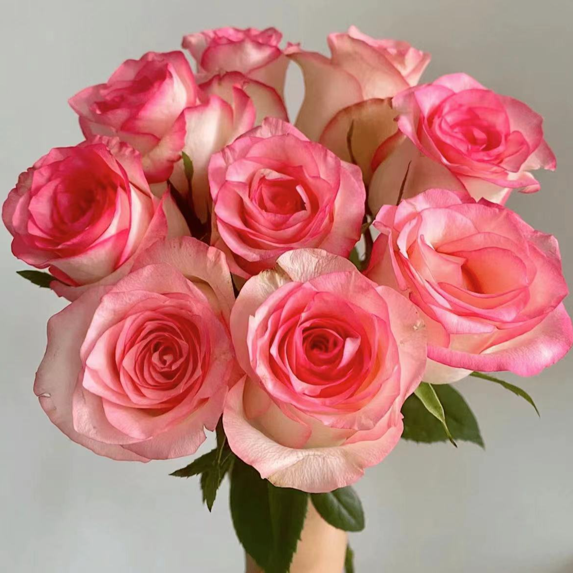 【爱莎玫瑰】10枝+配草 云南昆明基地直发 鲜切花 室内办公水养鲜花