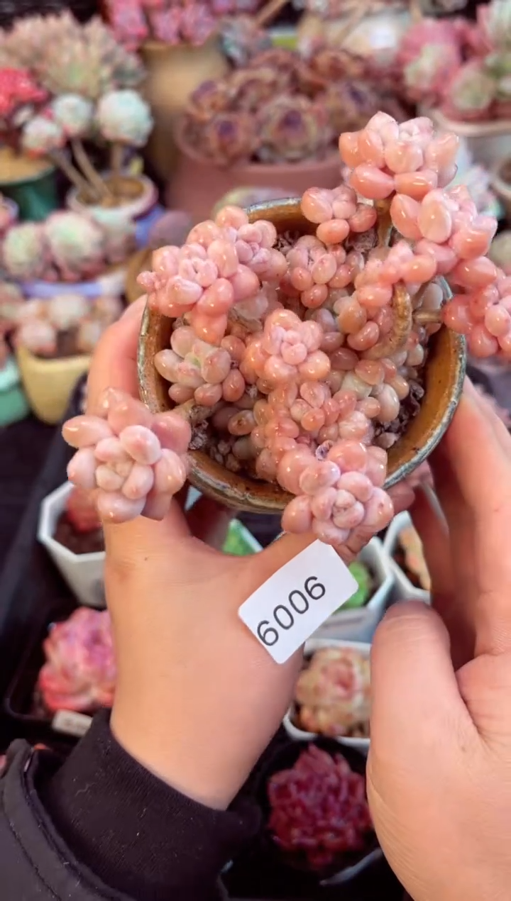 【闪购商品】6006群生鱼子酱多肉（带陶瓷发）