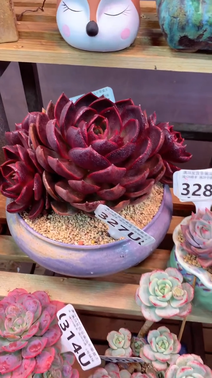 327 U（一物一拍，精品多肉，w所见即所得 ）