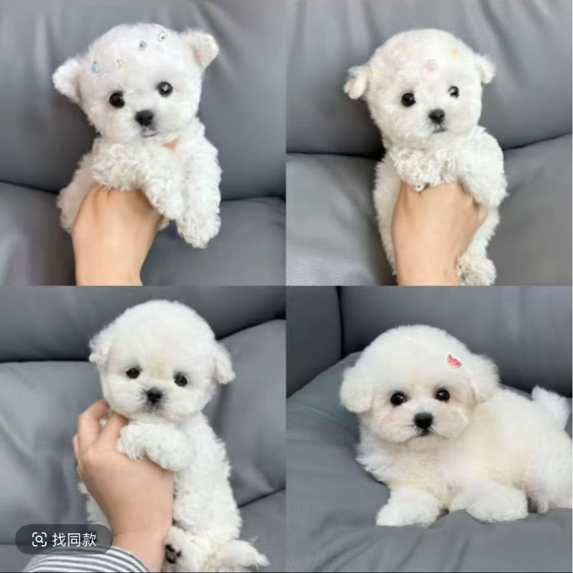 【合肥犬舍可自提】萌宠幼犬专拍