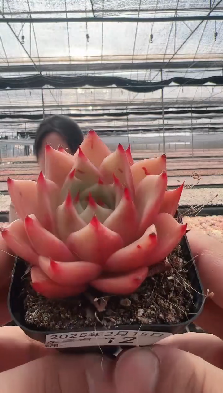 【闪购商品】东云名锦-12