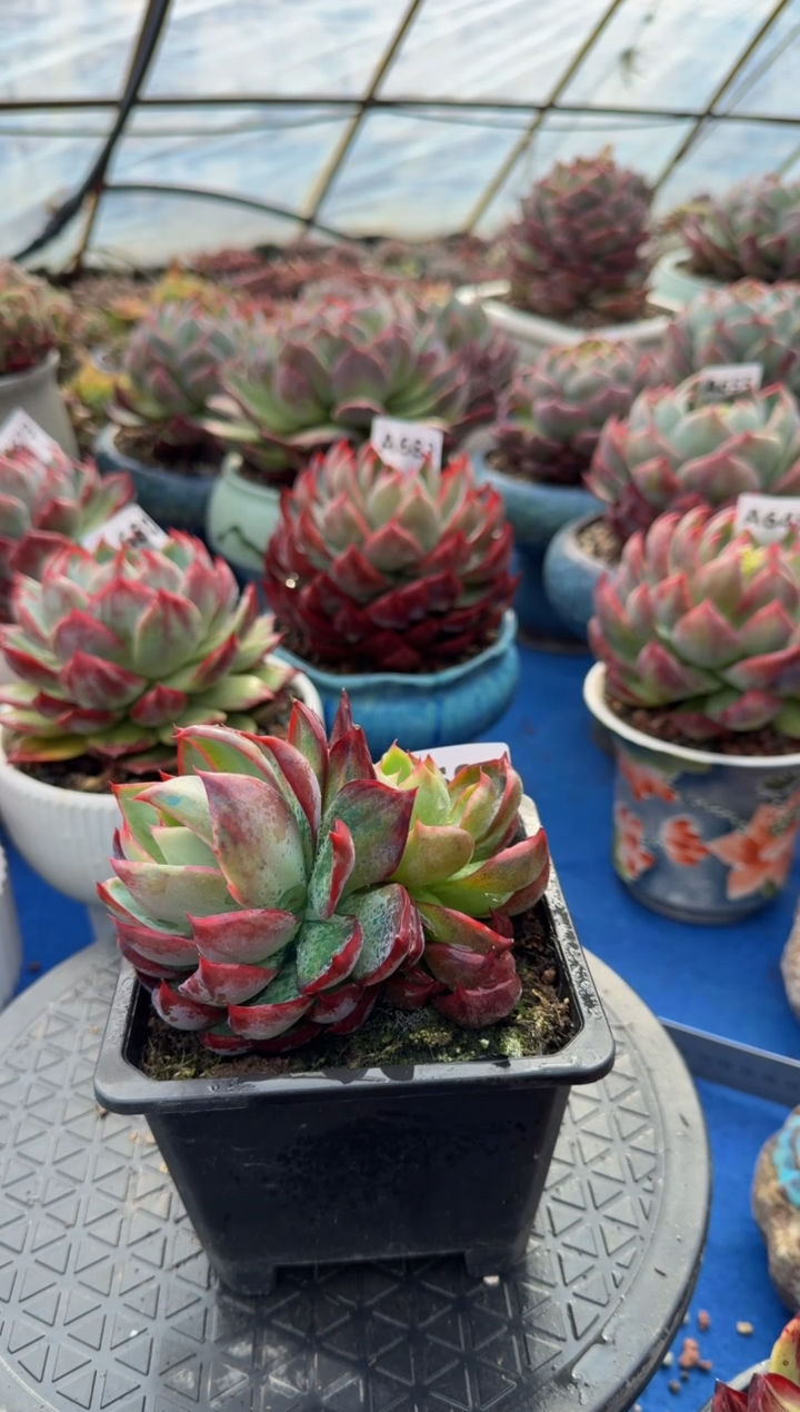 【闪购商品】A693惊鸿仙子（裸根发货）（不包整）