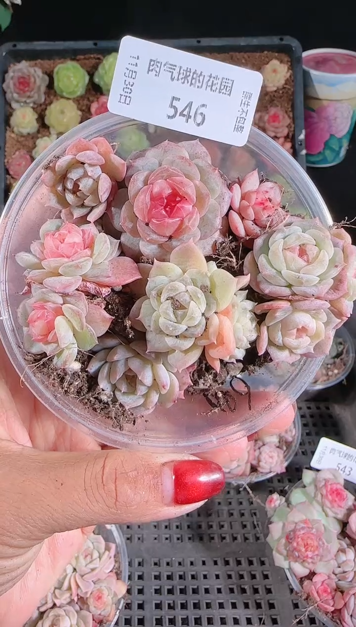 1130-546切糕多肉群生不包整