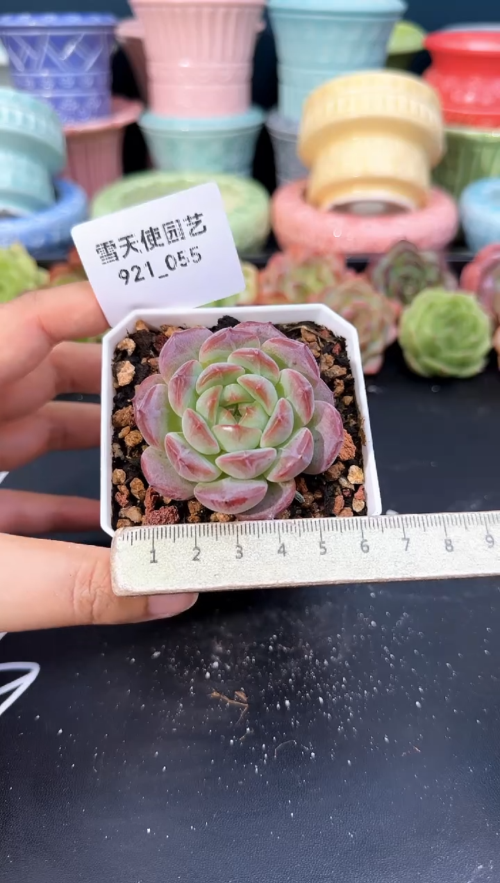 921-055青山（冠幅5.5CM）