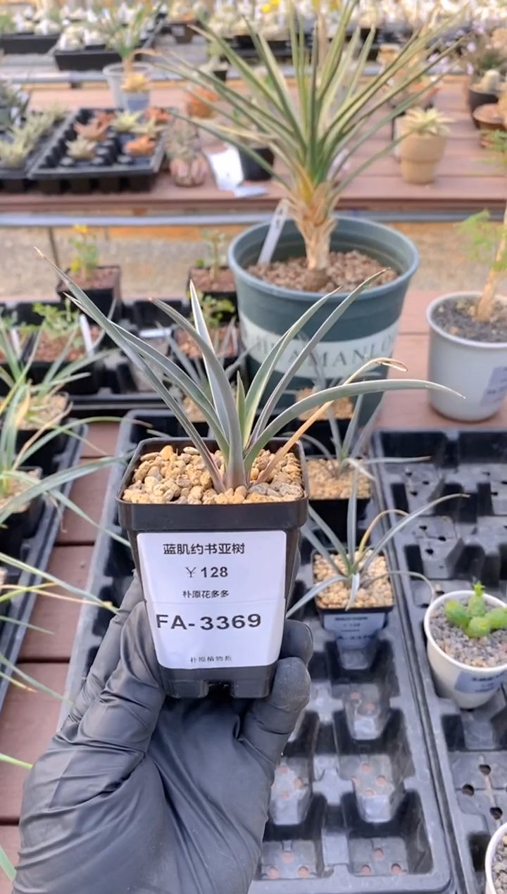 蓝姬约书亚树FA-3369
