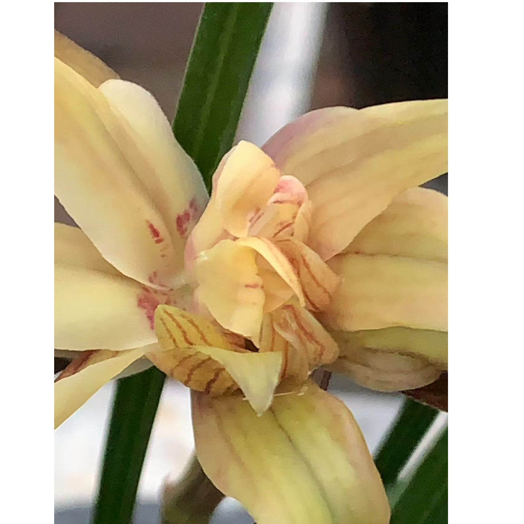 春兰奇花、蜘蛛花