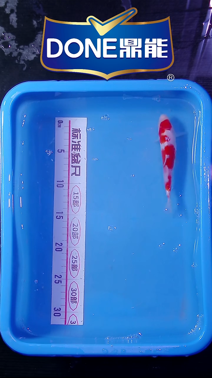 锦鲤鱼悦鱼乐 直播间菁选 对版发货 10号
