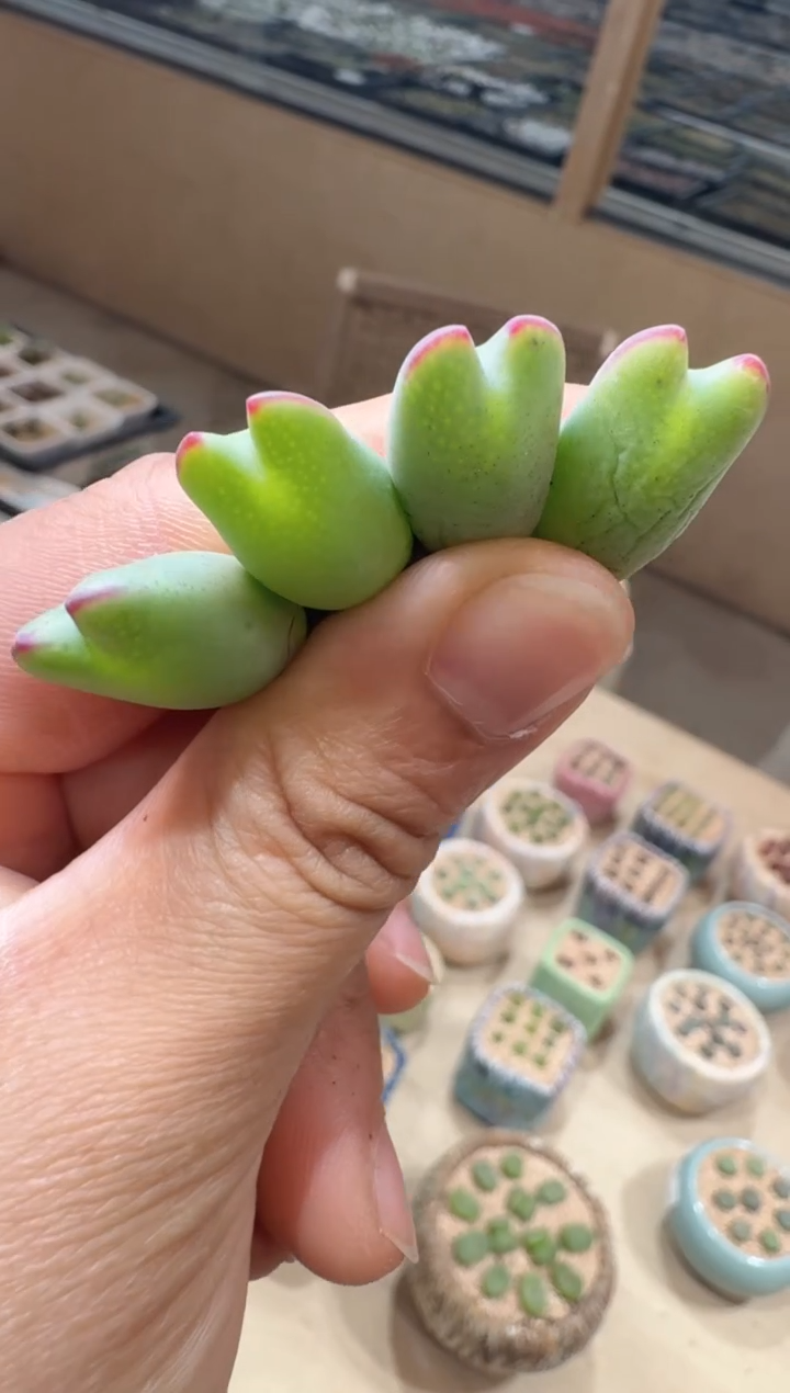 12-27多肉植物肉锥皮卡丘大一颗