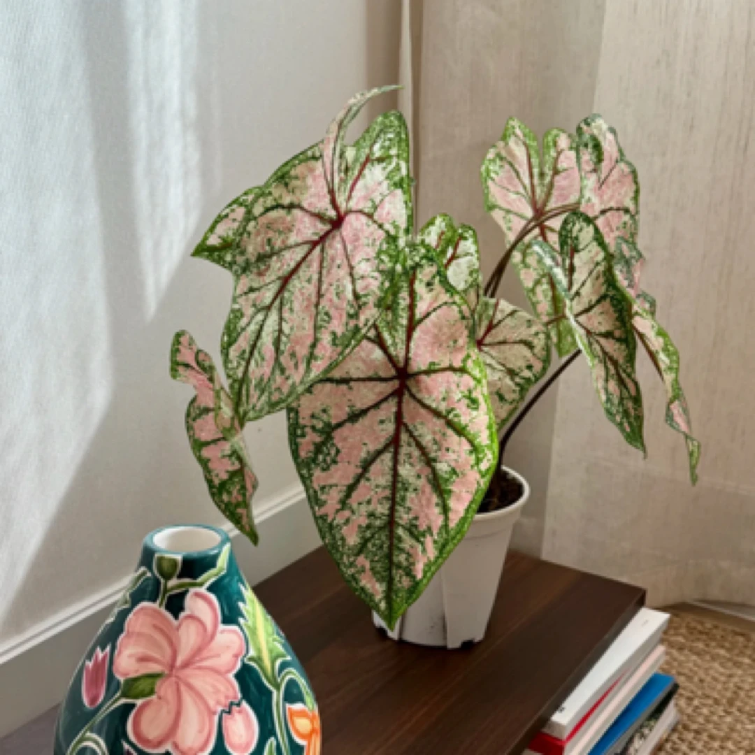 织锦彩叶芋原盆原土室内好养创意观叶绿植