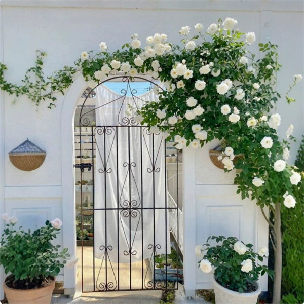 藤冰山浓香四季多头爬藤洁白无瑕点缀色