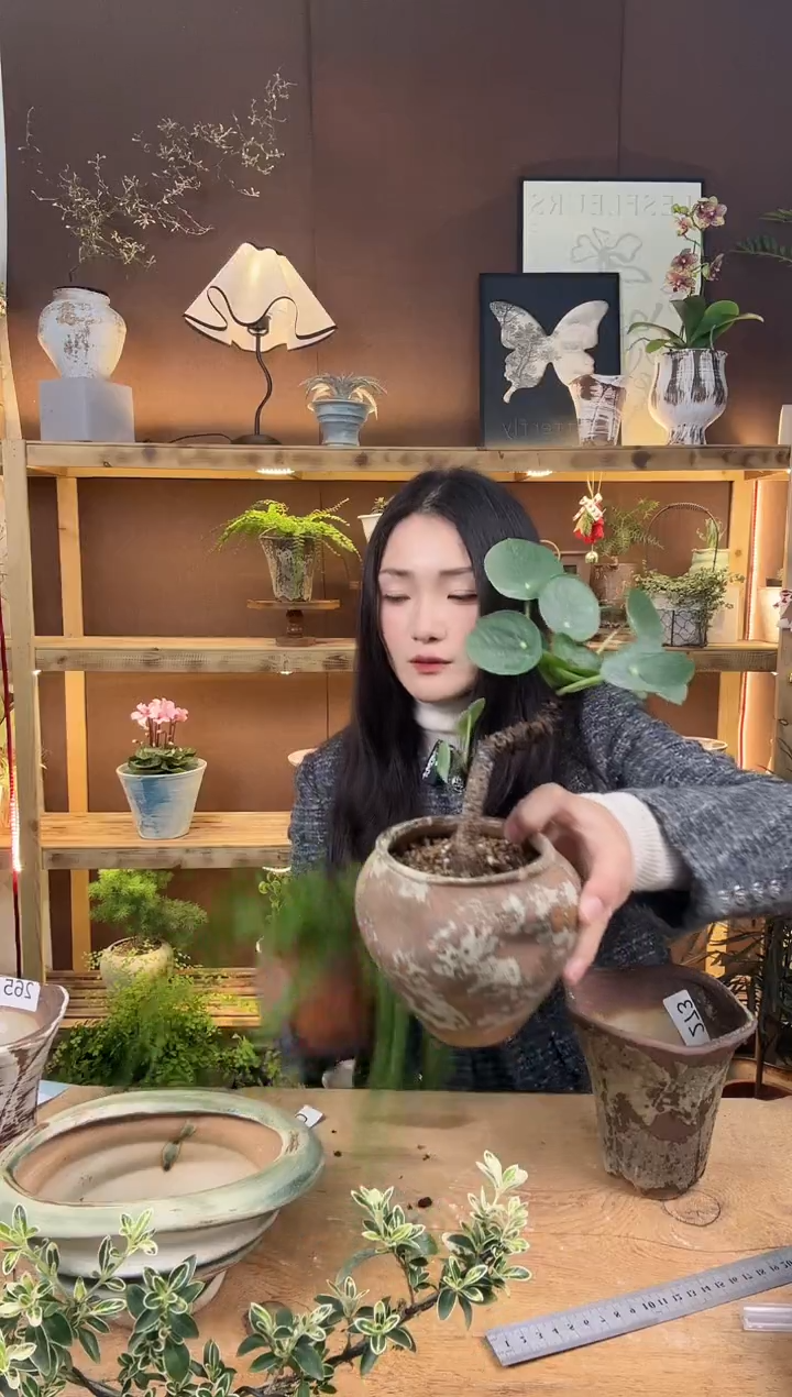 无花朵274镜面草加盆一套