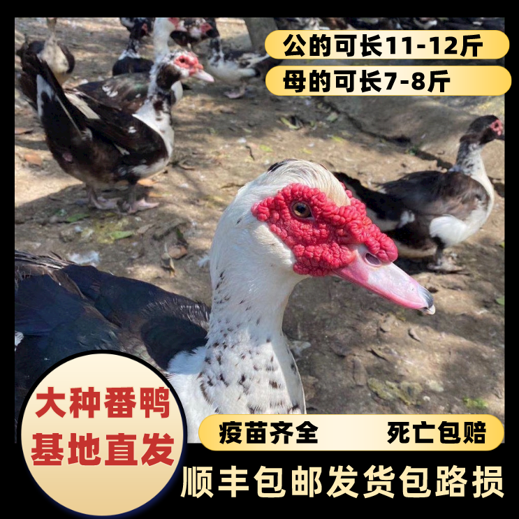 【大种番鸭】黑番鸭白番鸭红头红脸洋鸭屯子藤子宠物鸭顺丰发货