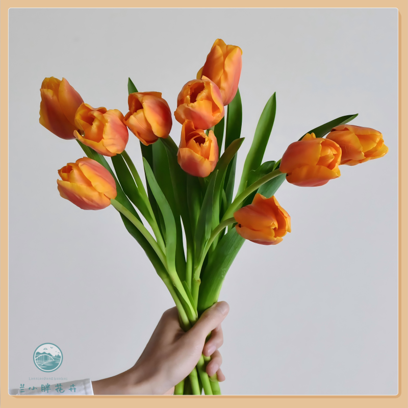 【兰小胖】方德A级-西柚郁金香10枝装 季节限定养护简易 顺丰发货