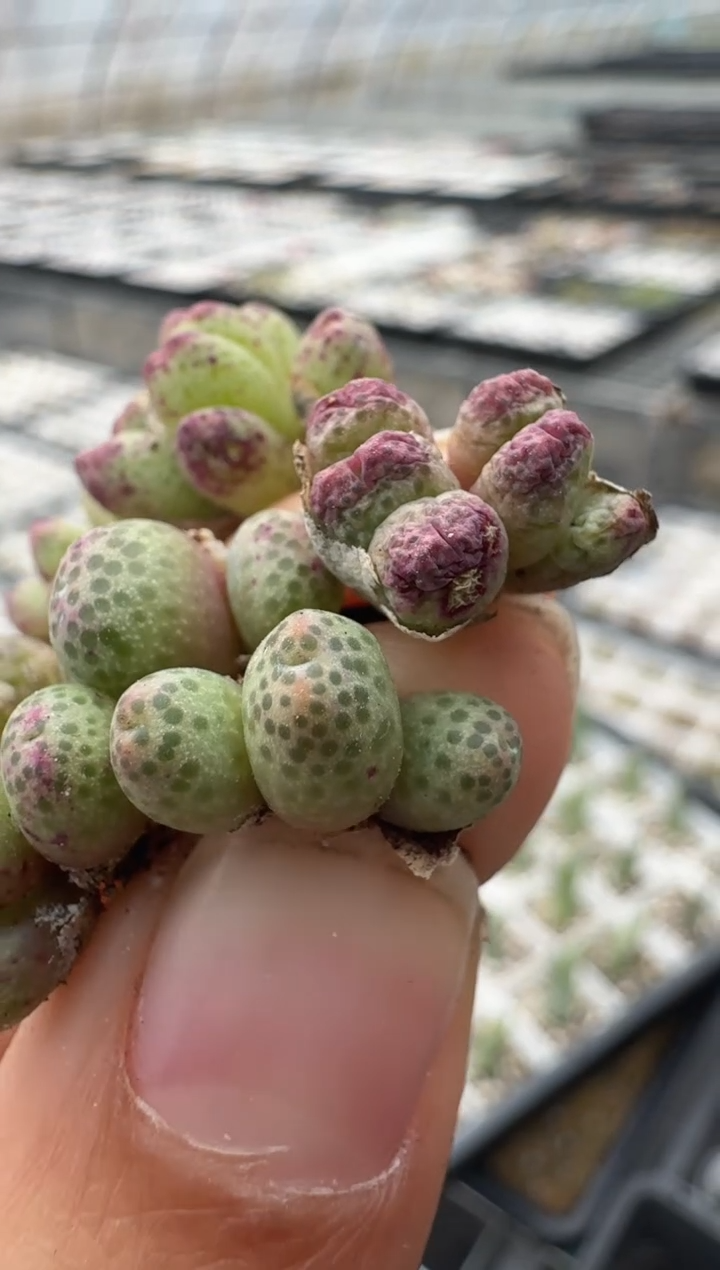 132多肉植物肉锥ts917一群