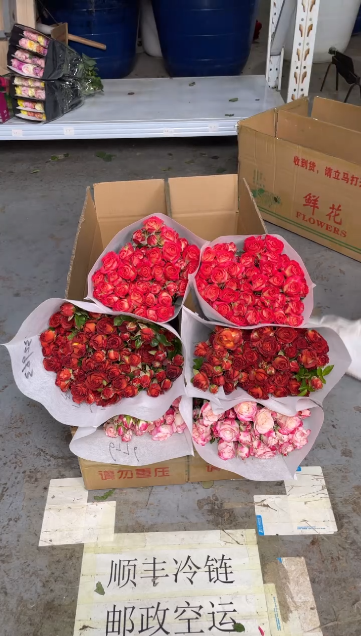 折射10枝+巧克力10枝+爱丽丝10枝