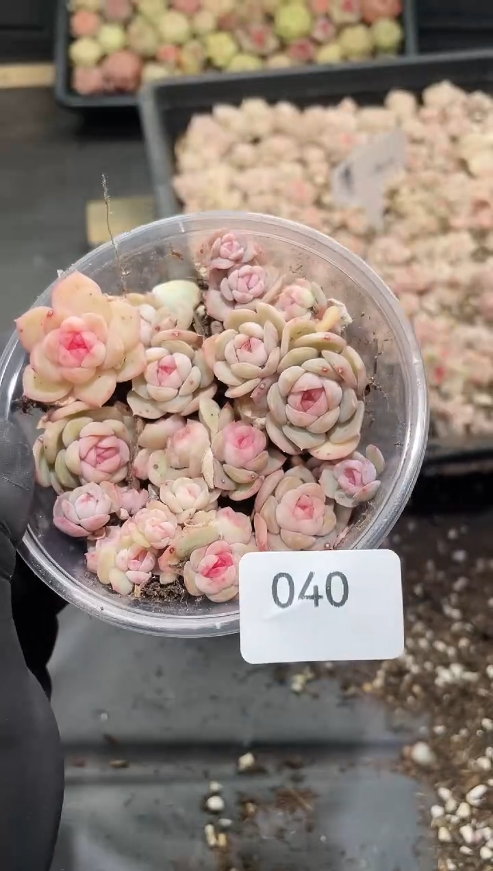 040琴心      量拍