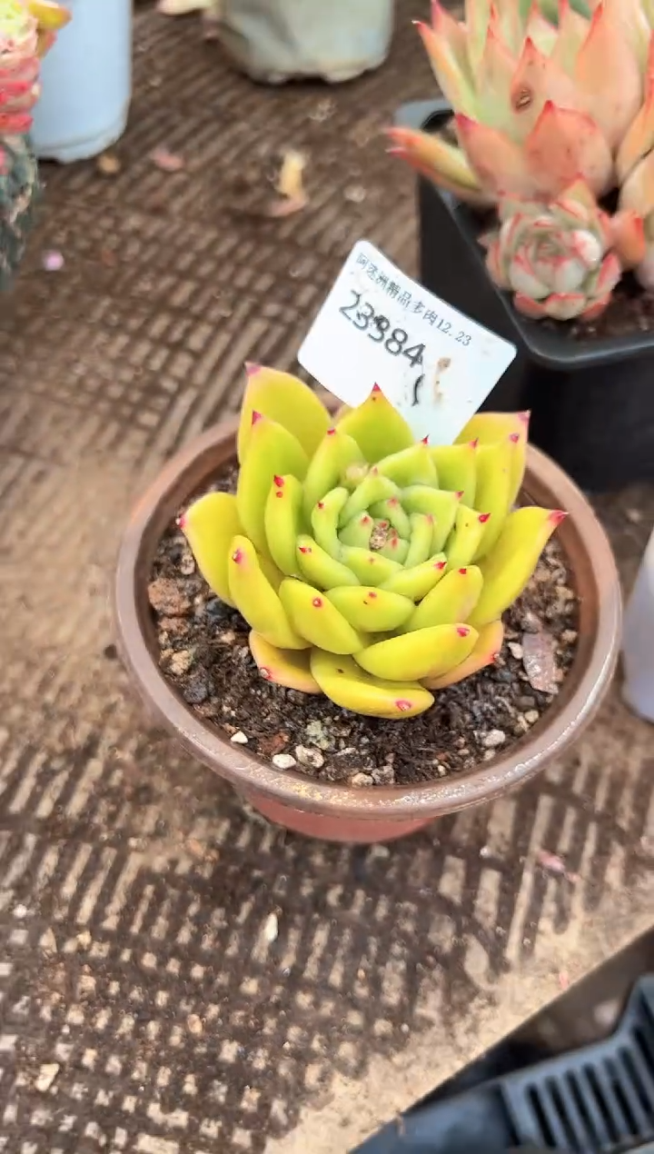 木**贝多肉植物一物一拍23384