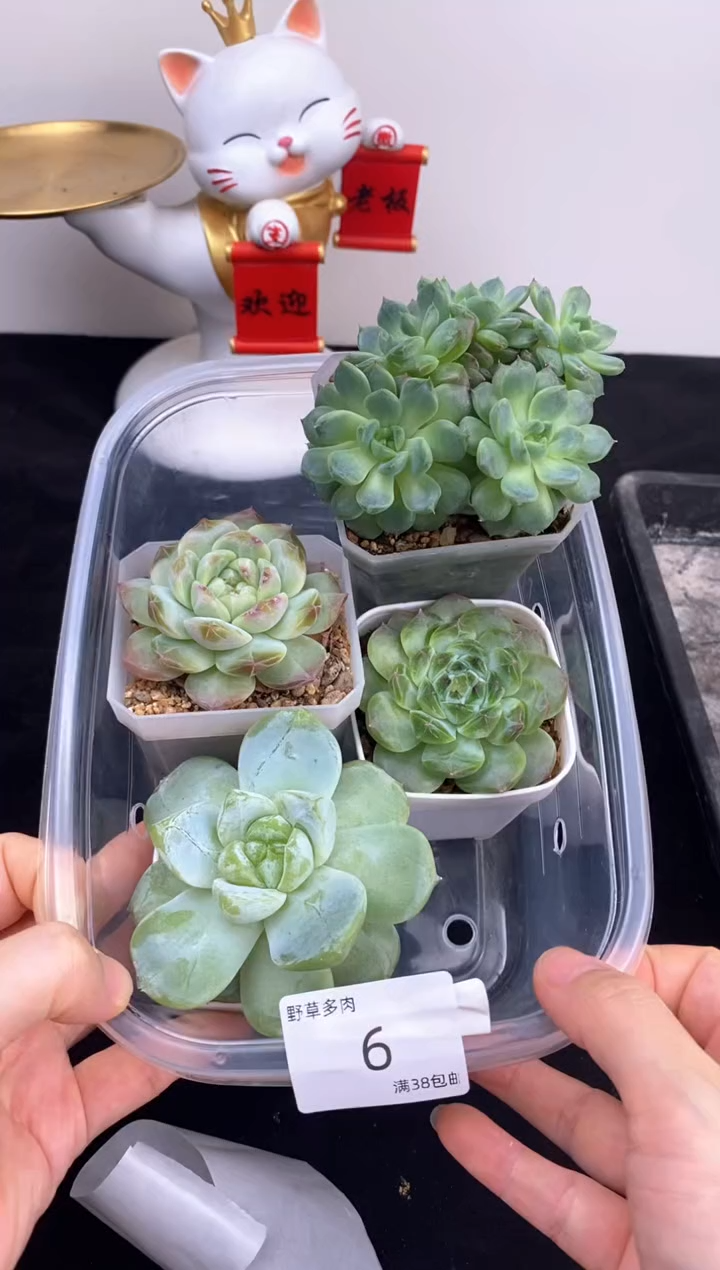 4棵一组一组包邮号