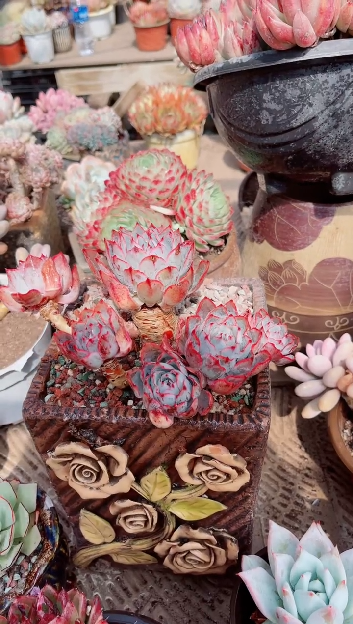 【闪购商品】04443