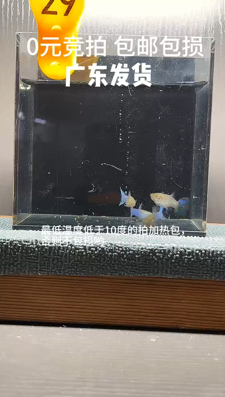 孔雀鱼串串孔雀鱼三公一母编号29