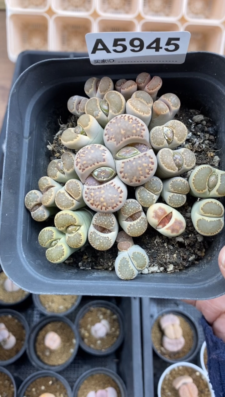 【闪购商品】5945直播一物一拍