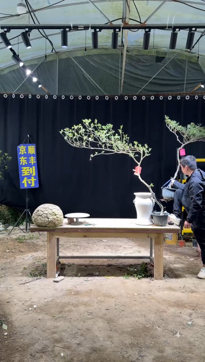 无花朵御**艺 海岛栀子花