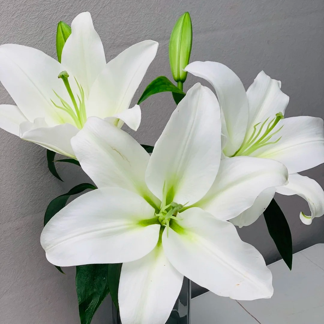 【花王朝】白水晶香水百合鲜花水养插花鲜切花