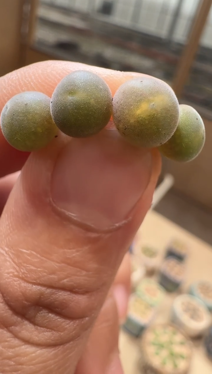 12-84多肉植物肉锥猫耳空蝉一颗