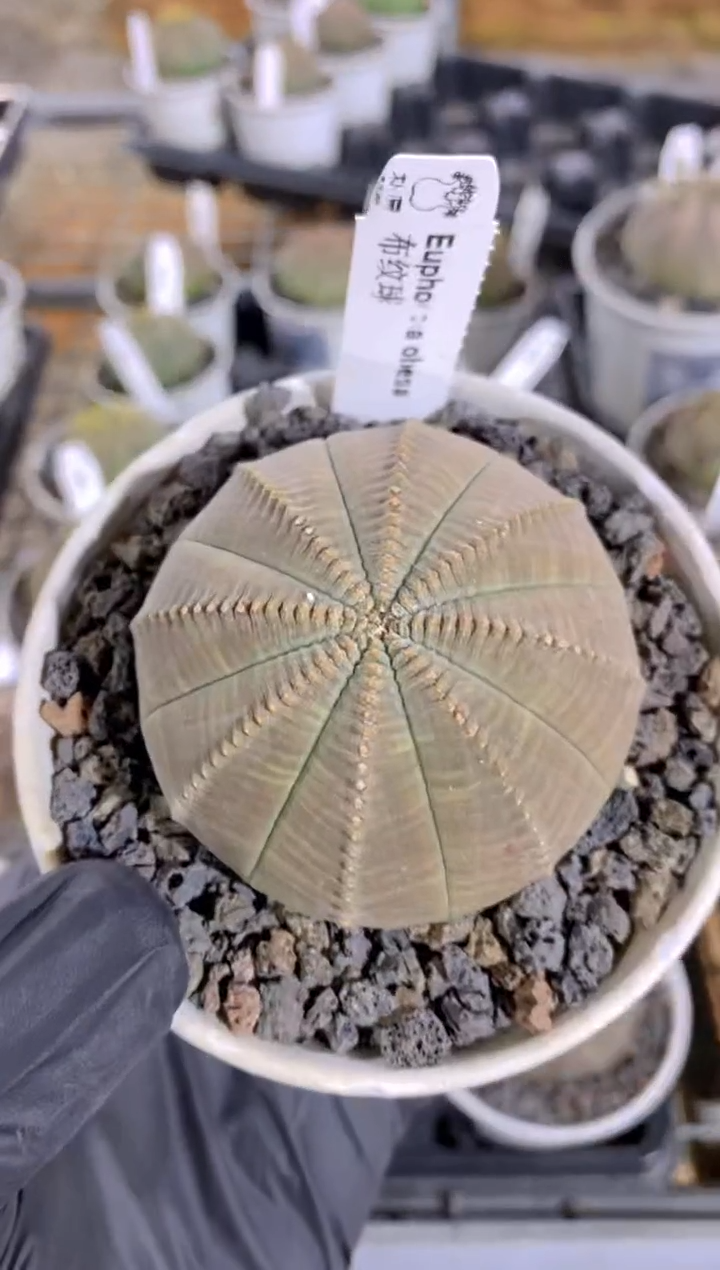 【闪购商品】布纹球FA-9867