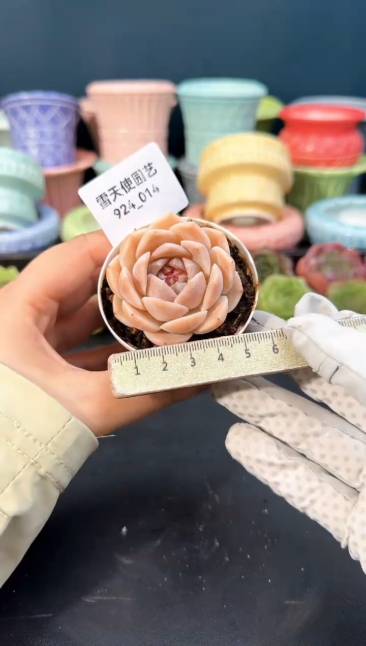 924-014青山（冠幅5cm）