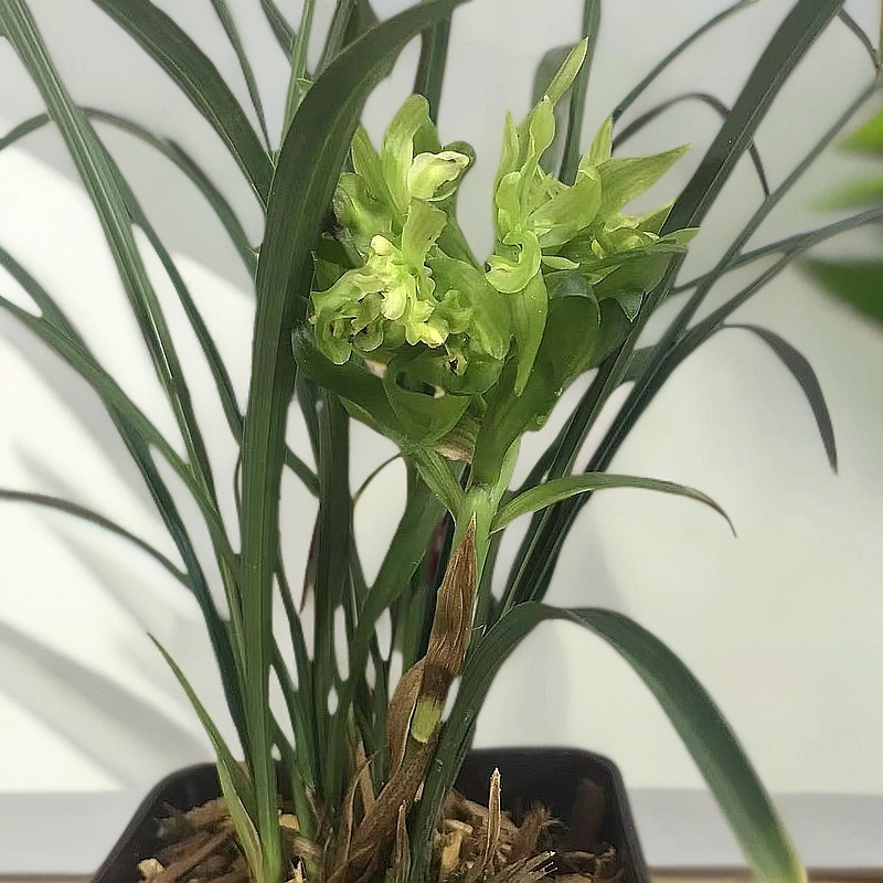 春兰浓香奇花【余蝴蝶】四季兰花室内绿植盆栽花卉花期组合兰花草