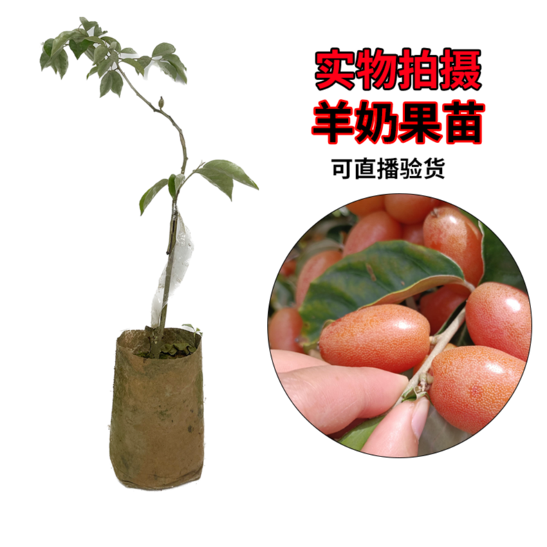 羊奶果苗特大果形德甜二号胡颓子苗胡秃子苗羊奶果树苗耐寒南北方