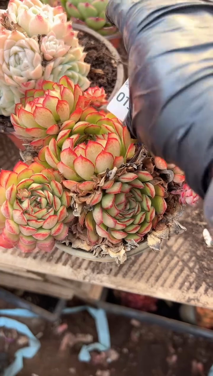 用****0多肉植物一物一拍01395