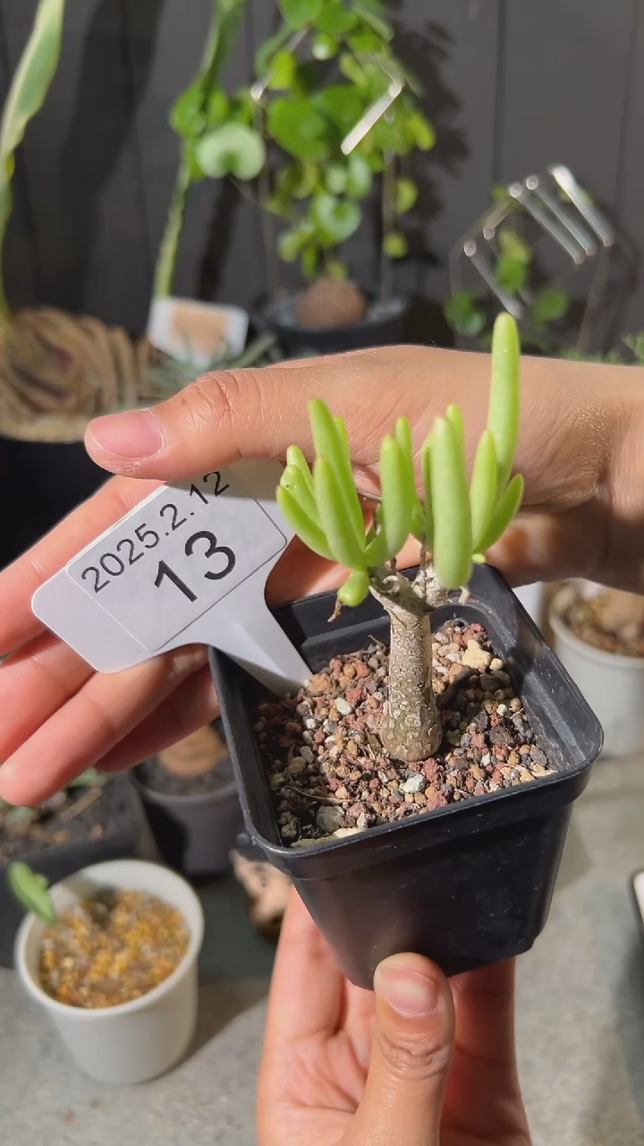 【闪购商品】何丽奇峰锦2.12.13