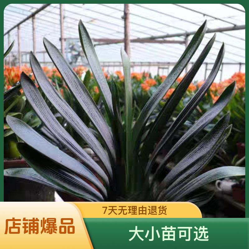 精品四季君子兰盆栽老苗大小苗花卉植物室内花绿植好养圆头和尚