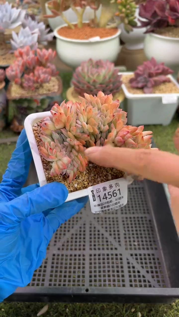 【闪购商品】14561