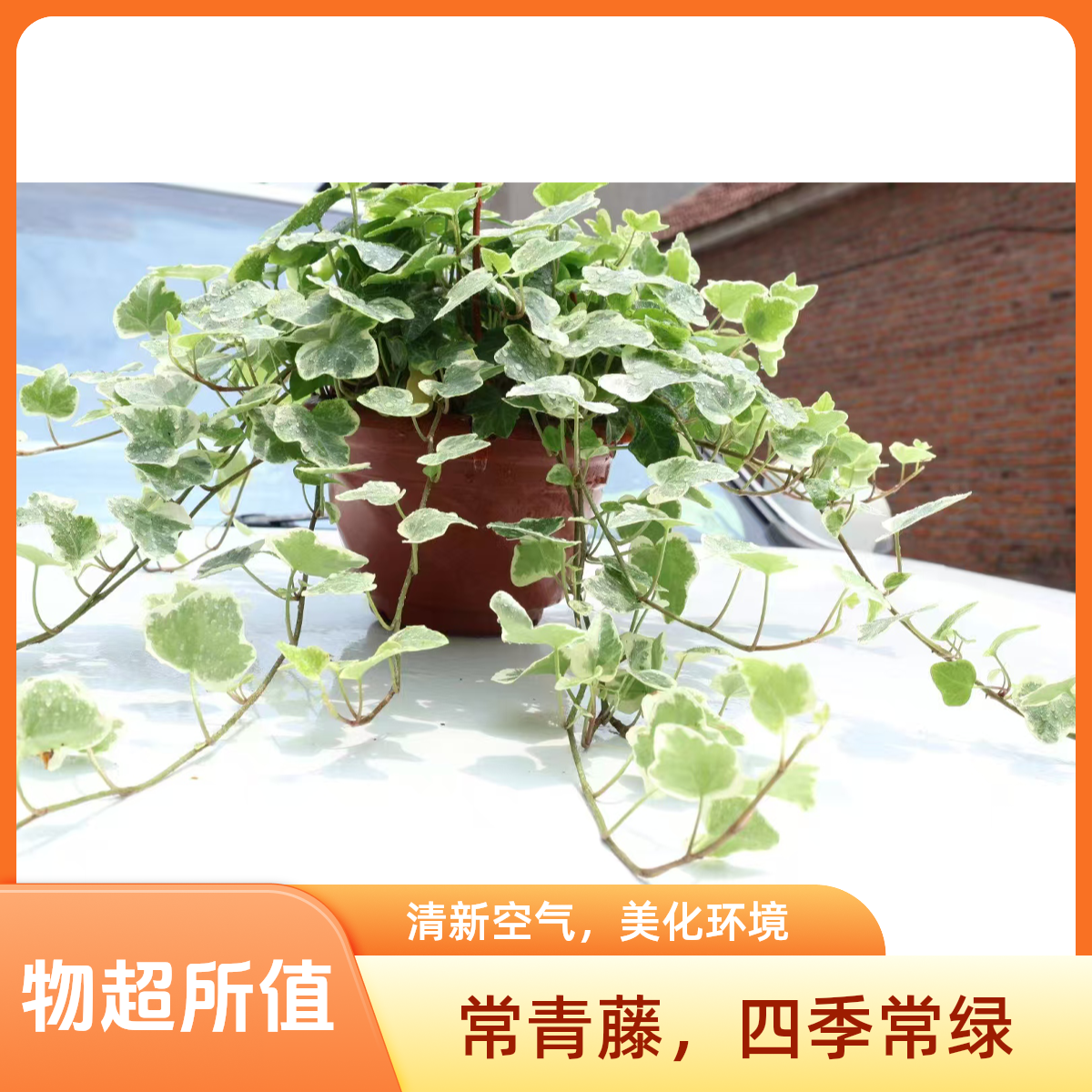 雪莹常春藤盆栽室内绿植花叶常春藤爬藤稀有品种吊篮乔迁新居盆景