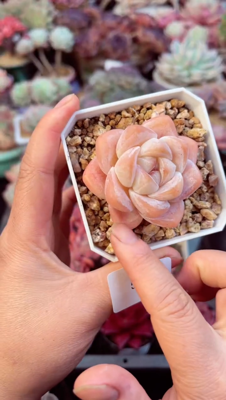 【闪购商品】5088单头冰玉多肉