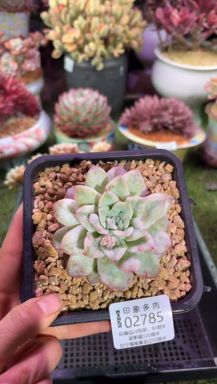 【闪购商品】02785