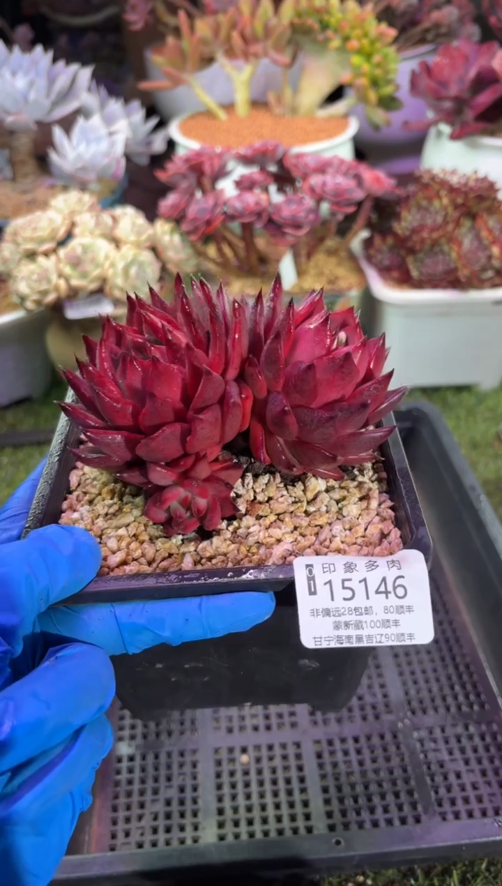 【闪购商品】15146