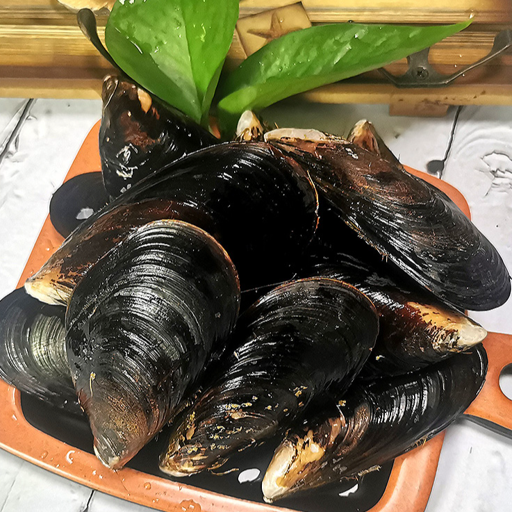鲜活精品青口贝 贻贝 海虹 （5斤装）新鲜干净发货 保鲜到货不包活