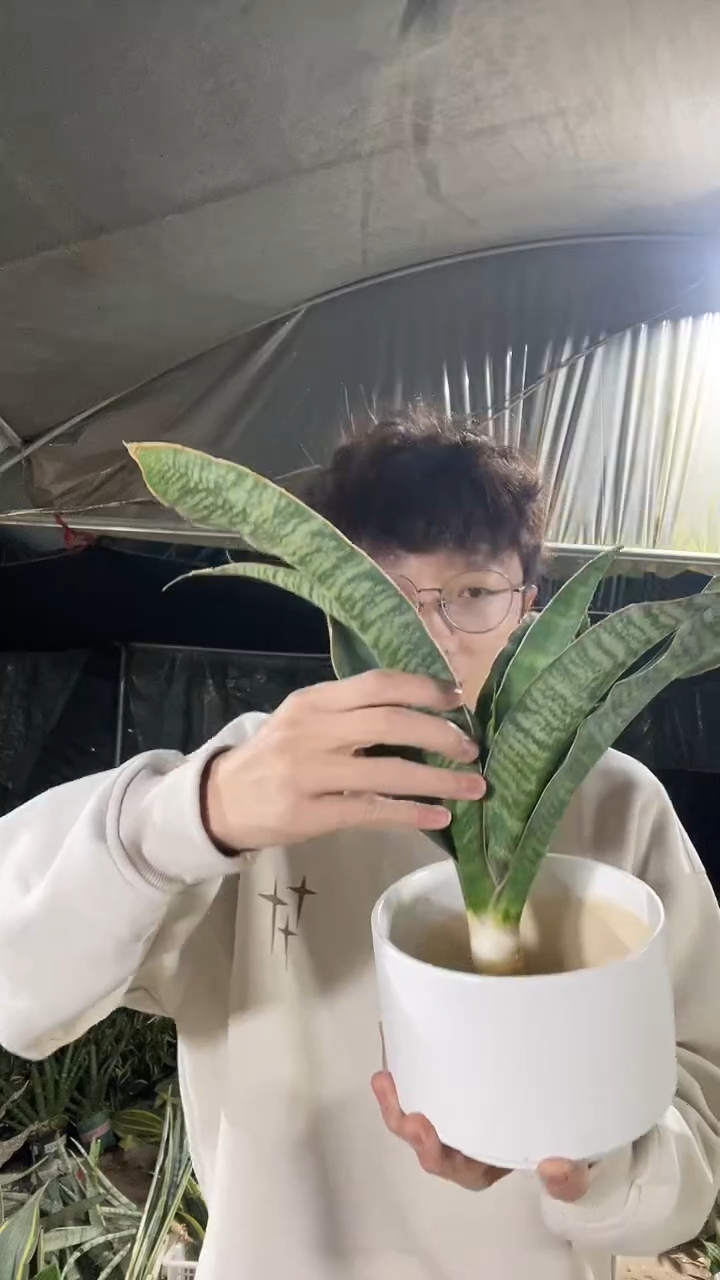 白贝泰品裸根25.8