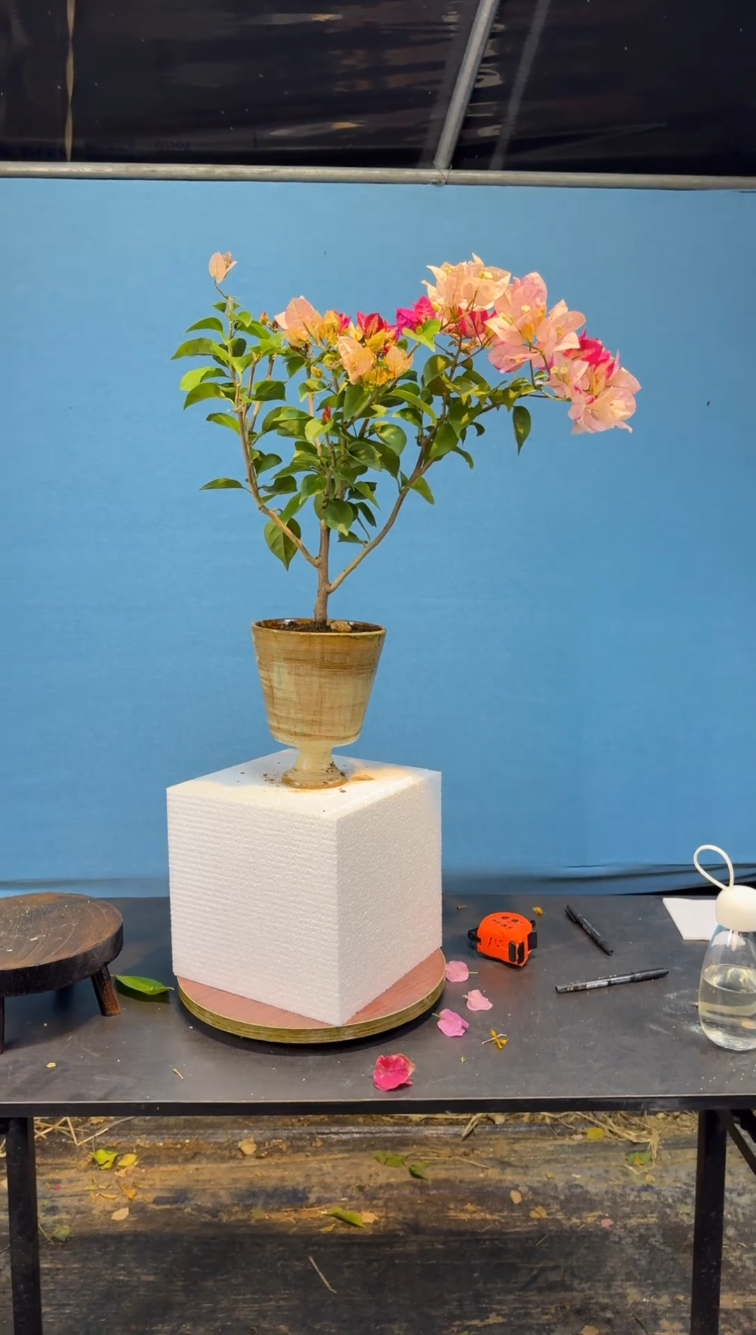 以实际为准三角梅 111111