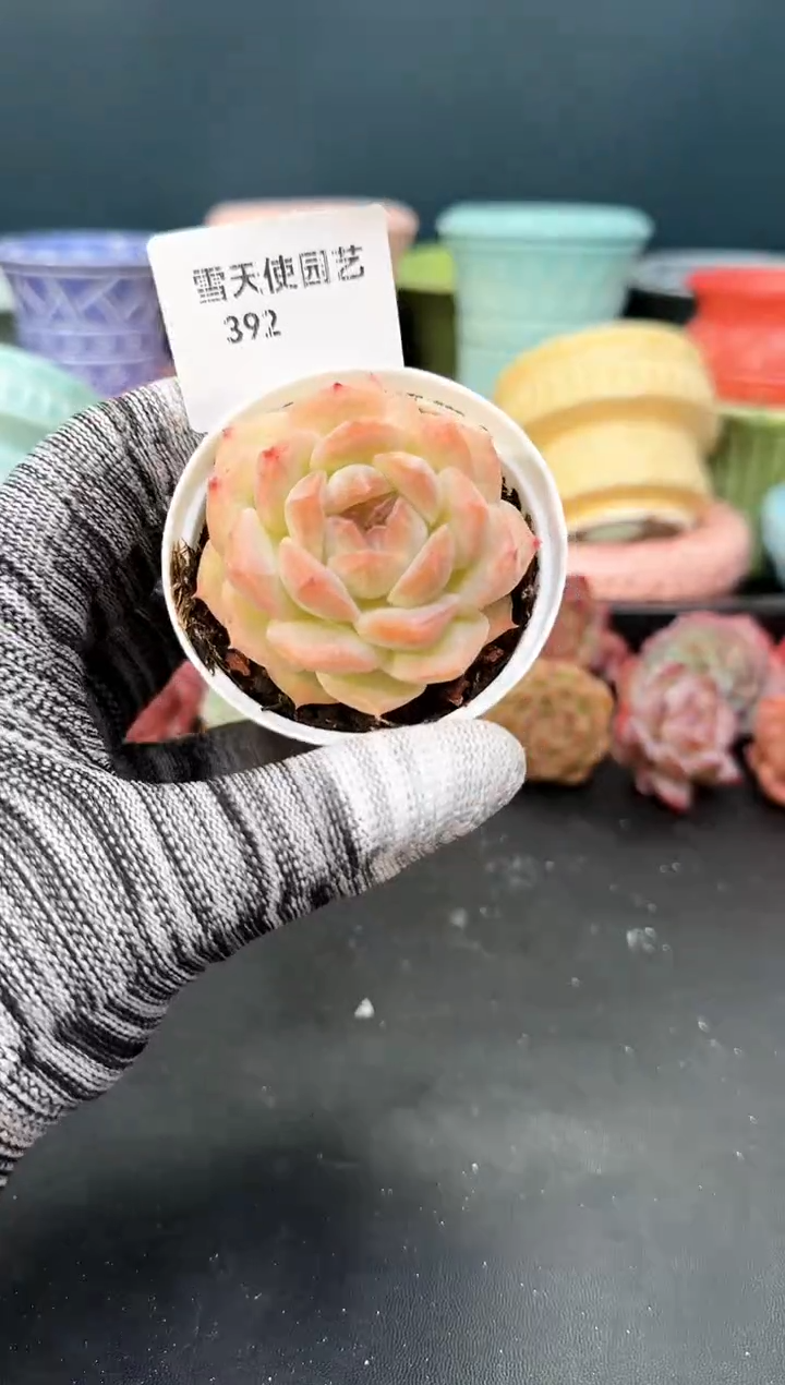 3  92 青山 （冠幅5. 5 cm）