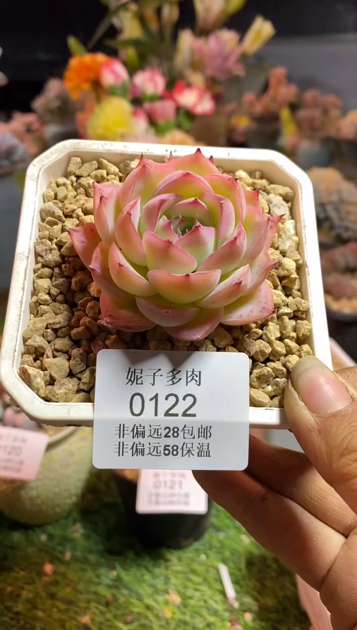 【闪购商品】0122a